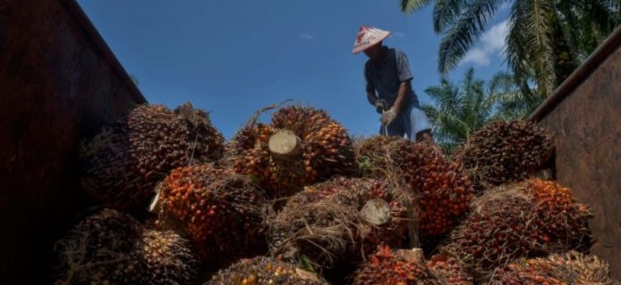 L'huile de palme entre dans la fabrication de nombreux biens de grande consommation, des cosmétiques aux produits alimentaires afp.com - WAHYUDI