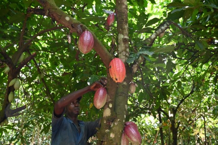 Récolte de cabosses de cacao dans une plantation près de Guiglo, dans l'ouest de la Côte d'Ivoire, le 10 octobre 2020 afp.com - Issouf SANOGO
