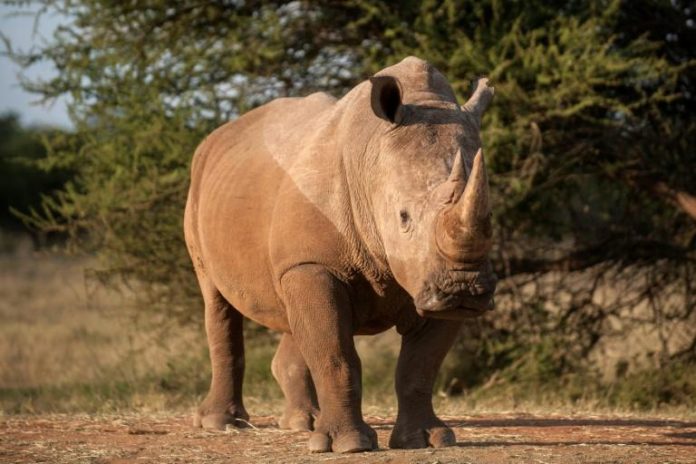 Un rhinoceros près de Vaalwater, dans la province de Limpopo, en Afrique du Sud, le 17 mars 2015. afp.com - STEFAN HEUNIS