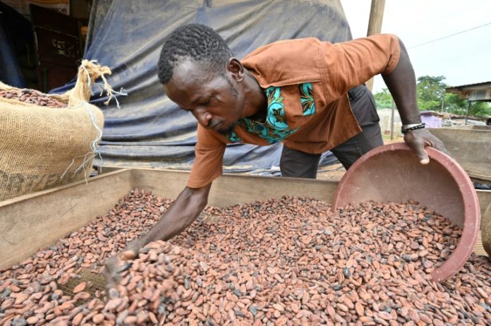 Un cacaoculteur de la coopérative SCEB, le 19 avril 2021 à M'brimbo afp.com - Issouf SANOGO