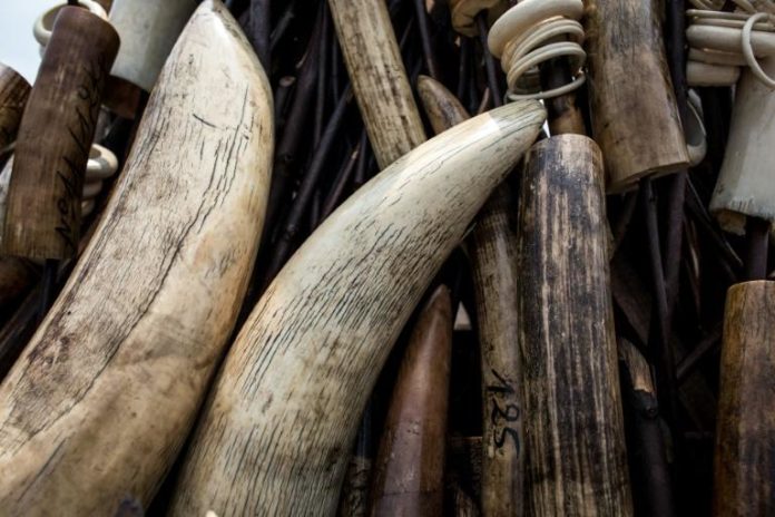 Une cargaison d'une tonne et demie d'ivoire de contrebande saisie à Lubumbashi, en RDC afp.com - John WESSELS