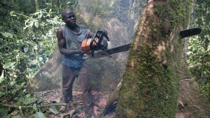 Le Ghana a officiellement lancé la licence FLEGT (Application des réglementations forestières, gouvernance et échanges commerciaux), devenant ainsi le premier pays africain à mettre en œuvre cette certification.